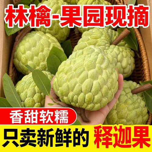 【助农】潮汕大目释迦果樟林林檎果释迦番荔枝佛头摩尼果新鲜水果