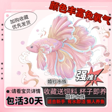 泰国斗鱼婚纱粉白热带耐活淡水半月小型观赏鱼可繁殖活鱼一公一母