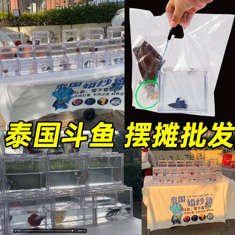 泰国进口斗鱼热带观赏鱼小型亚克力鱼缸半月摆摊斗鱼摆摊套餐