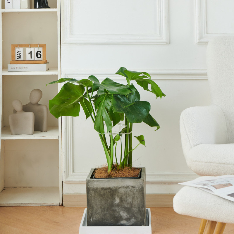 花博士新款防晒二合一正方形加厚花盆托盘底座盘接水盘特大号花托,鲜花速递/花卉仿真/绿植园艺,花架,淘宝优惠券,粉丝福利购,淘宝优惠卷