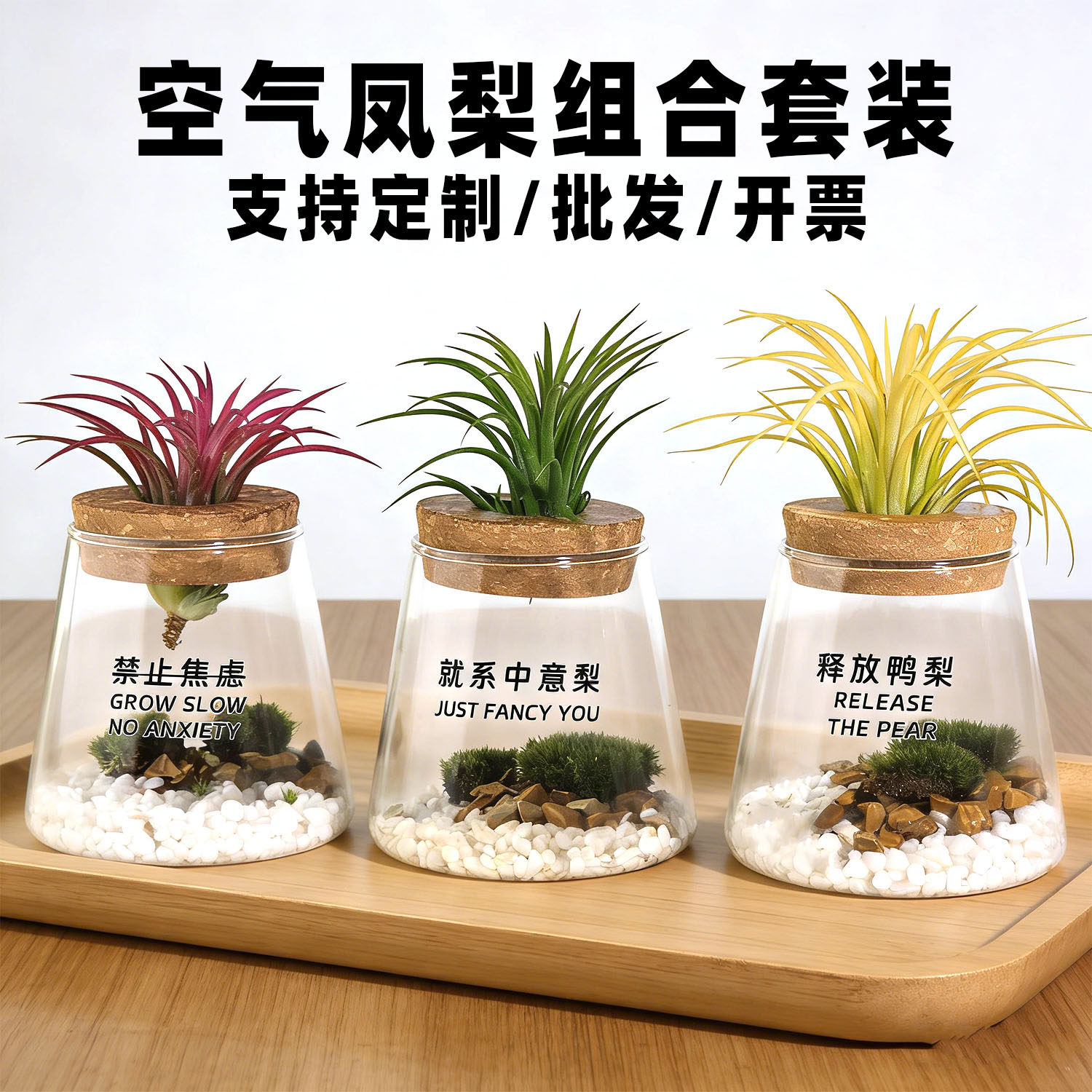 空气凤梨无土懒人桌摆盆栽办公室工位新手易打理微景观礼品小摆件