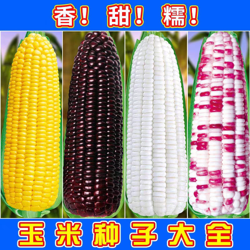 甜糯玉米种子万糯2000美玉美兰