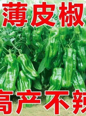 时田大果早优薄皮大果辣椒种子四季播种高产不辣抗病辣椒种籽孑