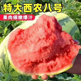 高产西农八号西瓜种子特大懒汉甜王西瓜种籽超甜四季田园水果种孑