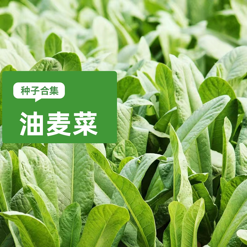 方震不开花耐热蔬菜种子生长快速