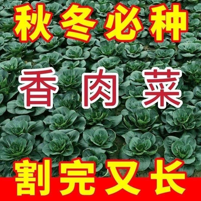 秋冬必种香肉菜种子35天可收获耐寒越冬春秋四季农家青菜蔬菜种籽
