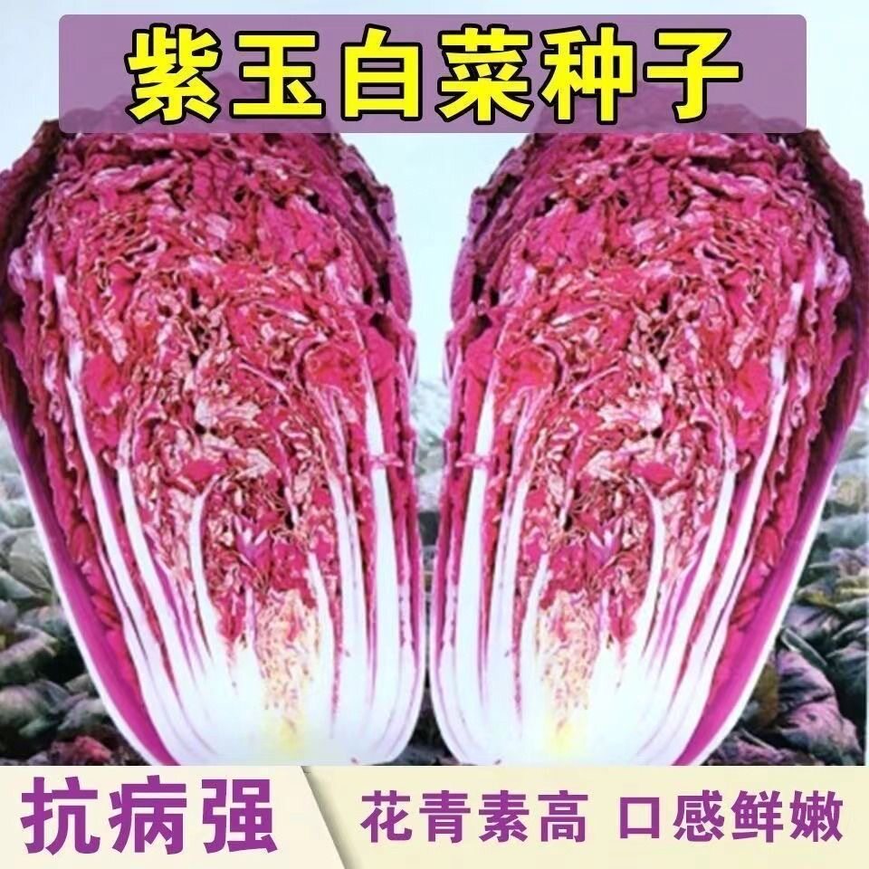 紫玉大白菜种子花青素紫白菜种图片