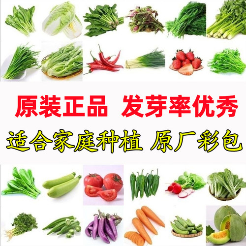 方震蔬菜种子发芽率高易成活高产