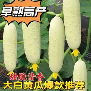 春夏秋播白玉黄瓜种子奶油黄瓜多汁四季水果黄瓜蔬菜黄瓜籽新品种
