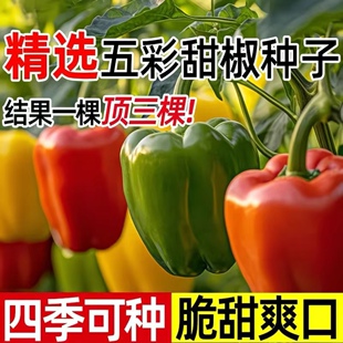 五彩甜椒种子大果高产不辣水果辣椒春秋四季阳台庭院盆栽蔬菜种籽