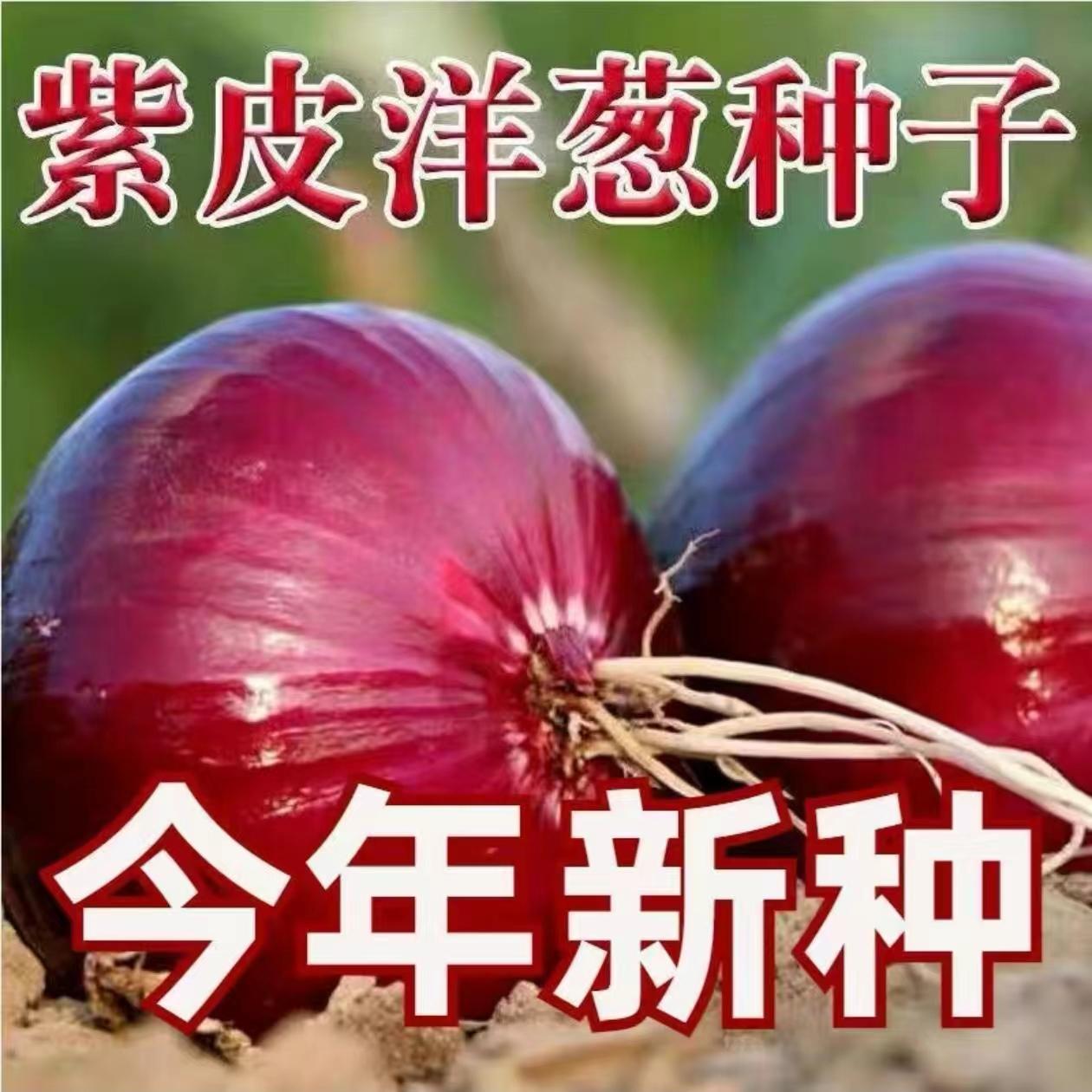 洋葱种子四季可播易成活原装正品高产耐寒四季可播家庭阳台小菜园