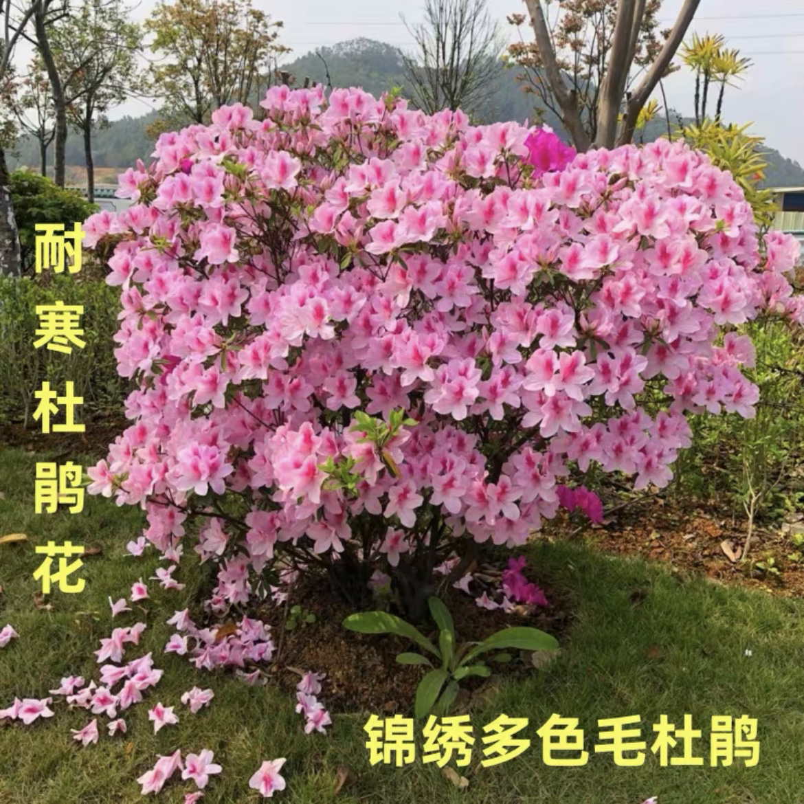 毛杜鹃花苗多色杜鹃花鲜艳花卉阳台庭院盆栽耐寒绿篱绿化花苗