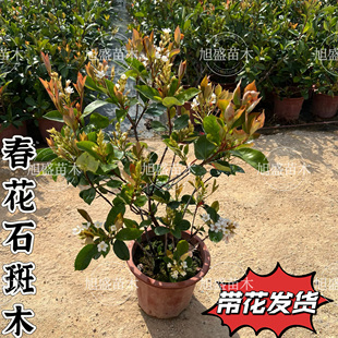春花石斑木 海岛春花 春花树苗 室内外盆栽  车轮梅 报春花