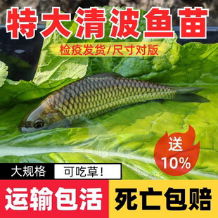 四川清波鱼苗淡水鱼苗养殖食用本地青板中华倒刺鲃乌鳞鱼特大小鱼