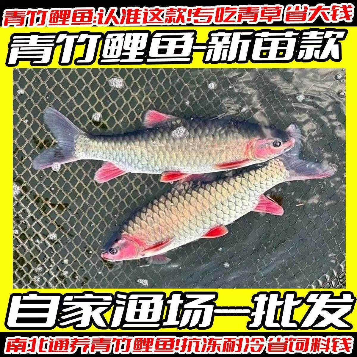 湖北发货正宗青竹鲤鱼苗批发包活图片