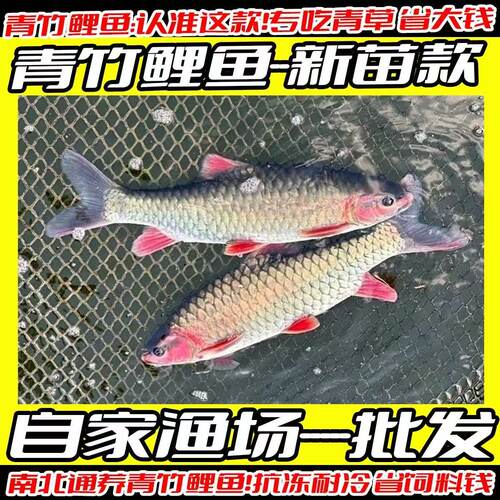 湖北发货正宗青竹鲤鱼苗批发包活
