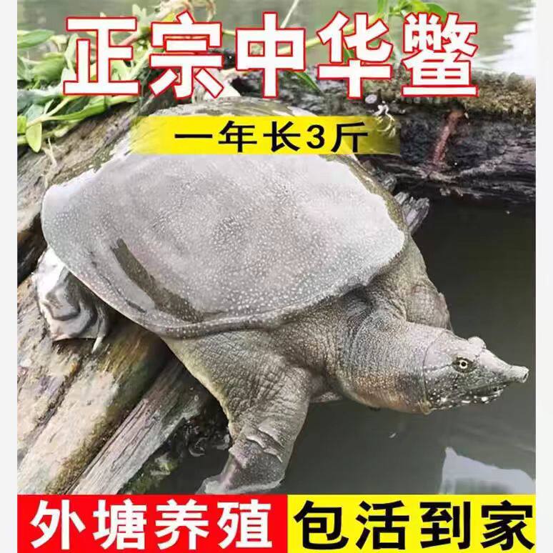 湖北发货顺丰快递正宗甲鱼苗批发图片
