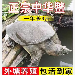 湖北甲鱼苗活体外塘养殖冷水小甲鱼团鱼水鱼王八中华鳖苗包邮包活