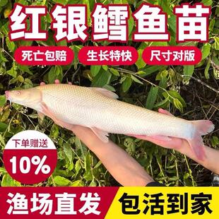 四川红眼鳕鱼苗白子招财龙赤目红眼银鳕鱼苗冷水观赏食用鱼活体大