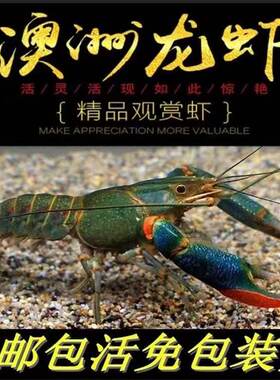 四川发货观赏虾顺丰快递包活特大