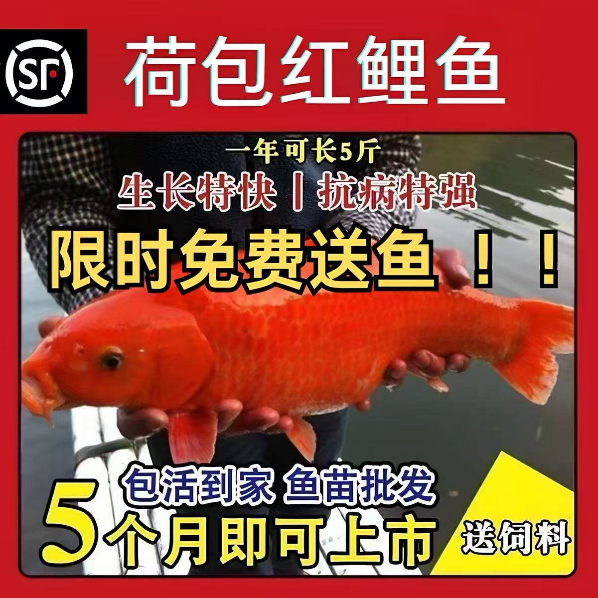 广东荷包红鲤鱼兴国荷叶红鲤鱼建鲤鱼苗特大可食用观赏鱼冷水鱼苗
