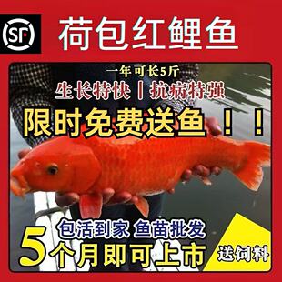 广东荷包红鲤鱼兴国荷叶红鲤鱼建鲤鱼苗特大可食用观赏鱼冷水鱼苗