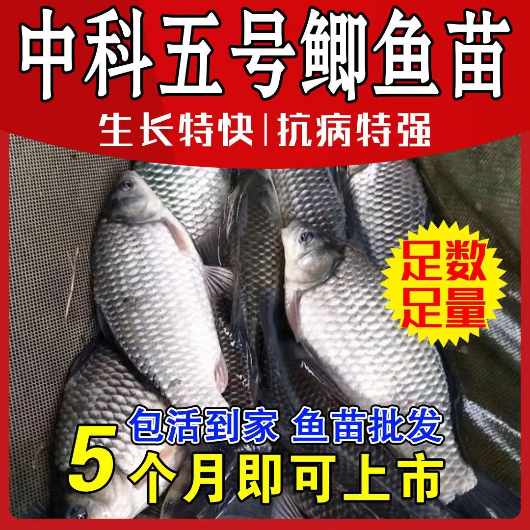 鱼苗批发【四川发货】包活送防损