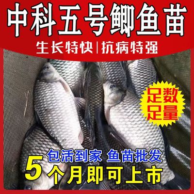 鱼苗批发【四川发货】包活送防损