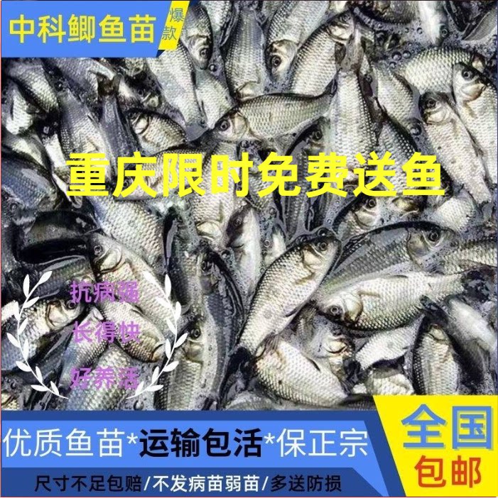 重庆鱼苗批发*包活包邮*特大鲫鱼图片