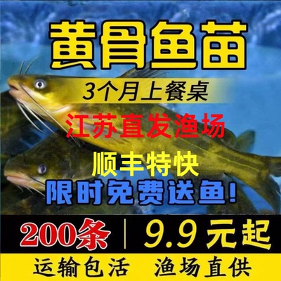 江苏超大黄骨鱼苗批发顺丰包活