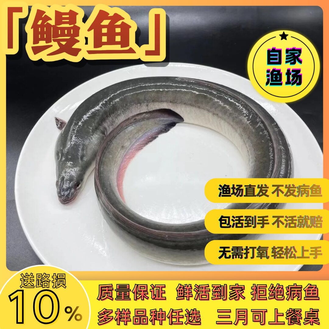 江苏鳗鱼苗白鳝鱼苗鱼塘江鳗白鳗鱼苗淡水河鳗鱼苗养殖花鳗鱼苗