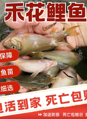 四川发货正宗禾花鲤鱼苗批发顺丰
