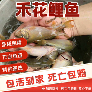 四川禾花鲤鱼苗淡水鱼塘养殖稻花鱼稻田鲤建鲤花背小鱼苗红尾鲤鱼