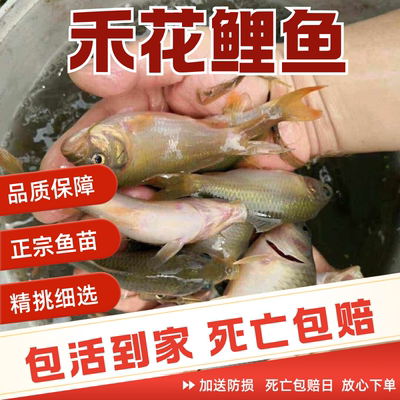 四川发货正宗禾花鲤鱼苗批发顺丰