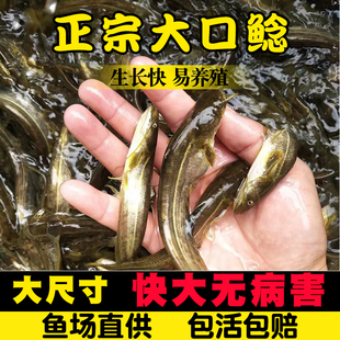 江苏大口鲶鱼苗淡水养殖食用活体河鲶土鲶鱼二须鲶肉食塘鲺鲶鱼苗