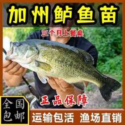 四川鲈鱼苗淡水鱼苗加州鲈鱼苗养殖路亚苗大口黑鲈鱼苗食用卢鱼苗