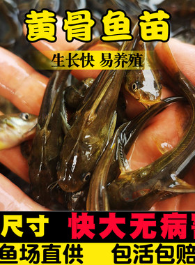 湖北发货包活到家批发零售保真
