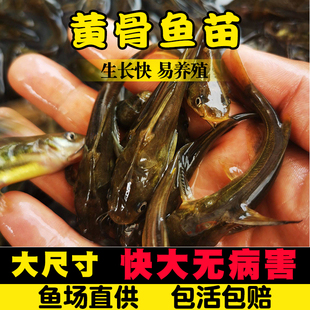湖北黄辣丁鱼苗黄骨鱼苗黄颡鱼苗淡水养殖食用黄丫头黄鸭叫昂刺鱼