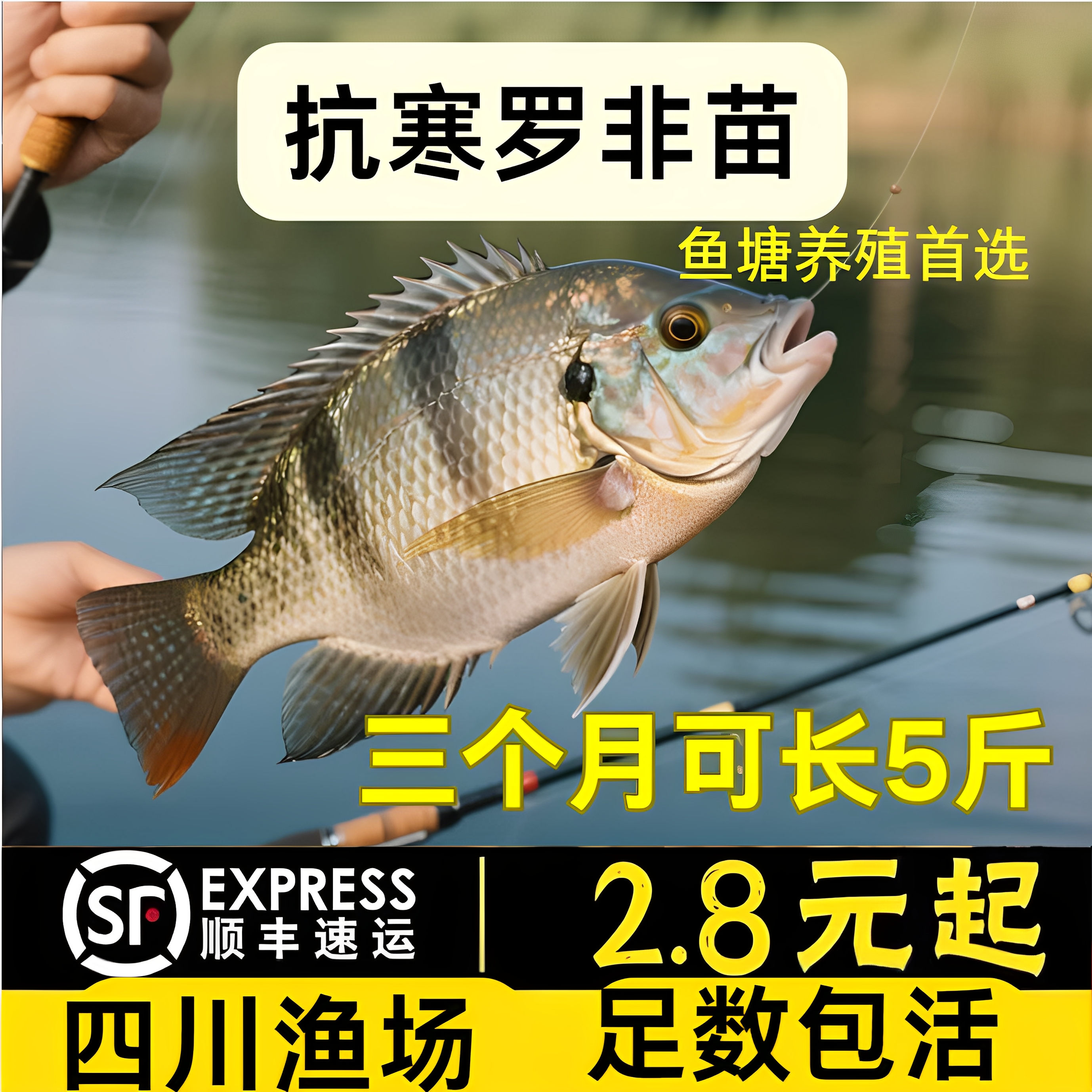 四川非洲脆肉罗非鱼苗富吉罗非鱼苗福寿鱼苗淡水鱼苗养殖鱼苗食用