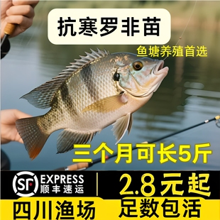 四川非洲脆肉罗非鱼苗富吉罗非鱼苗福寿鱼苗淡水鱼苗养殖鱼苗食用
