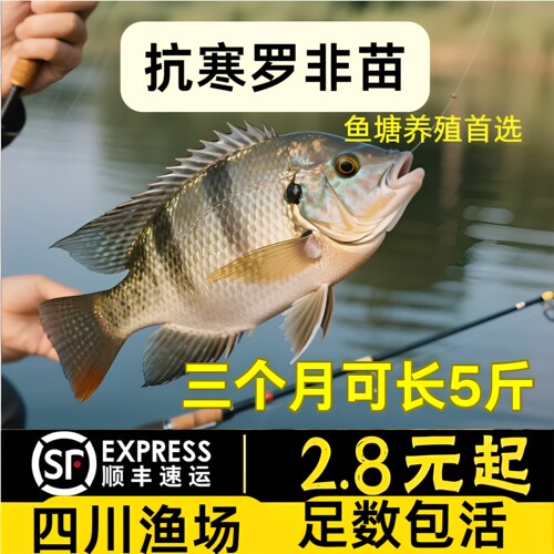 四川发货罗非鱼苗批发顺丰包活
