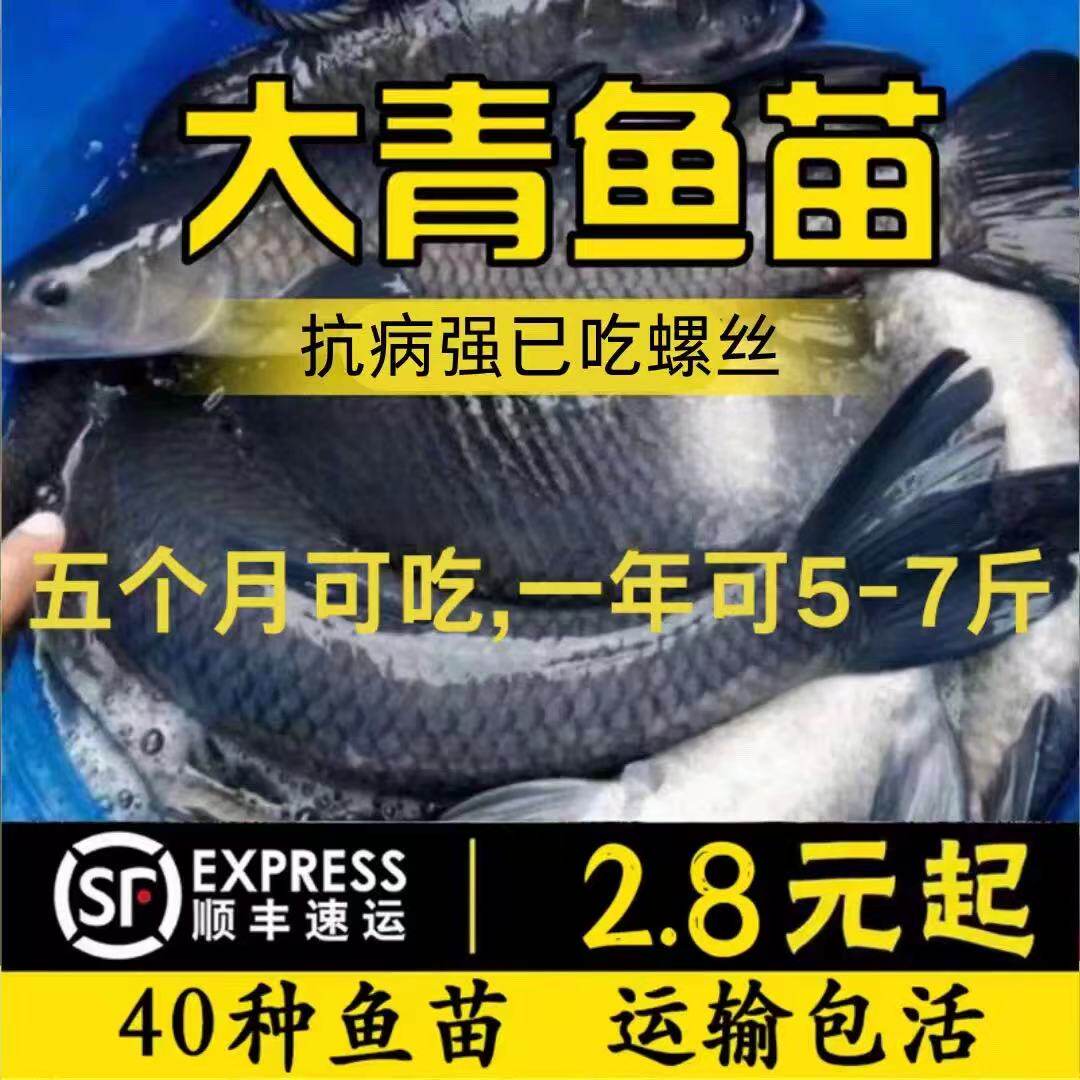 江苏发货半斤大螺丝青鱼苗批发图片
