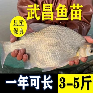 四川武昌鱼苗淡水鱼苗大鲳小鲳鱼苗鳊鱼苗三角鲂鱼三角沙边鲂鱼苗
