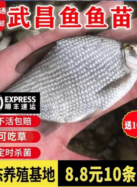 湖北特大武昌鱼苗批发顺丰泡沫箱