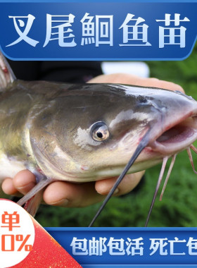 湖北发货正宗叉尾鮰鱼苗批发保真