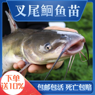 湖北红叉尾鱼苗淡水养殖食用活体观赏小钳江团鱼苗斑点叉尾鮰鱼苗