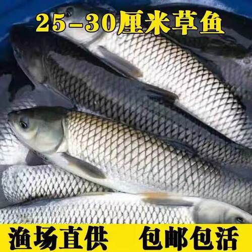 四川发货半斤大草鱼苗批发顺丰