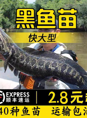 四川半斤大黑鱼苗批发顺丰包活