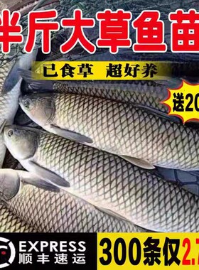 四川发货半斤重草鱼苗批发包活