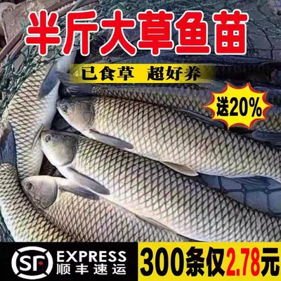 四川发货半斤重草鱼苗批发包活